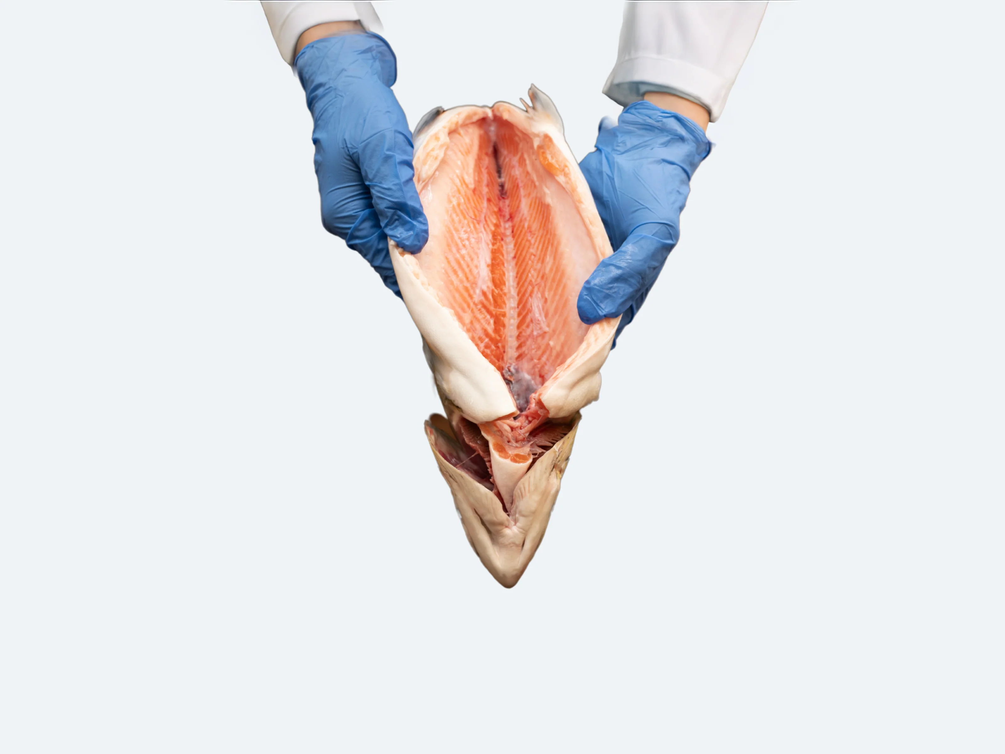 Arctic Char (Whole Fish) - Image 5