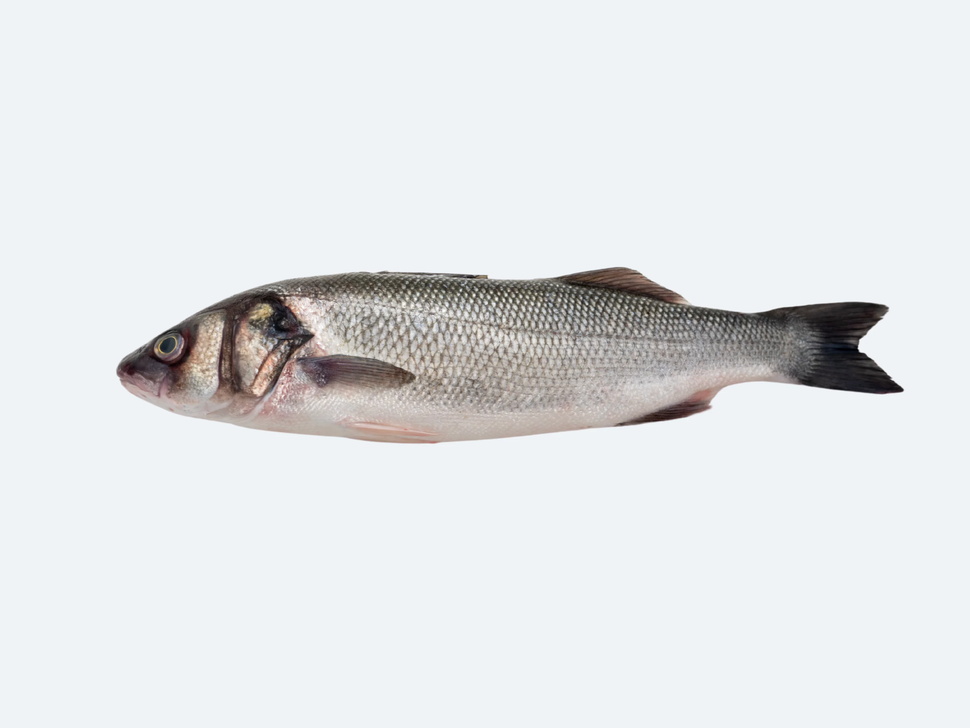 Branzino (Whole Fish) - Image 4