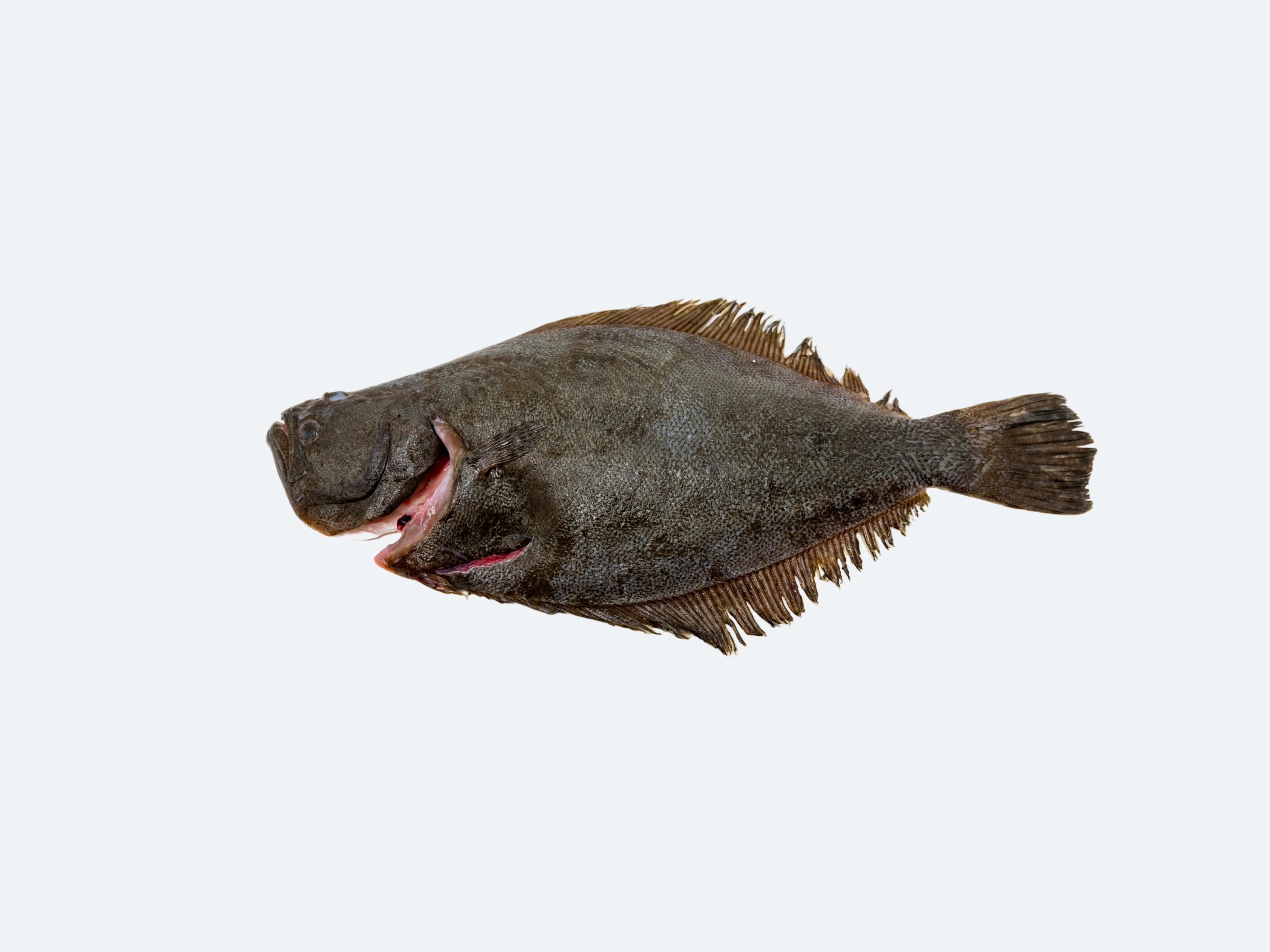 Fluke (Hirame) - Image 3