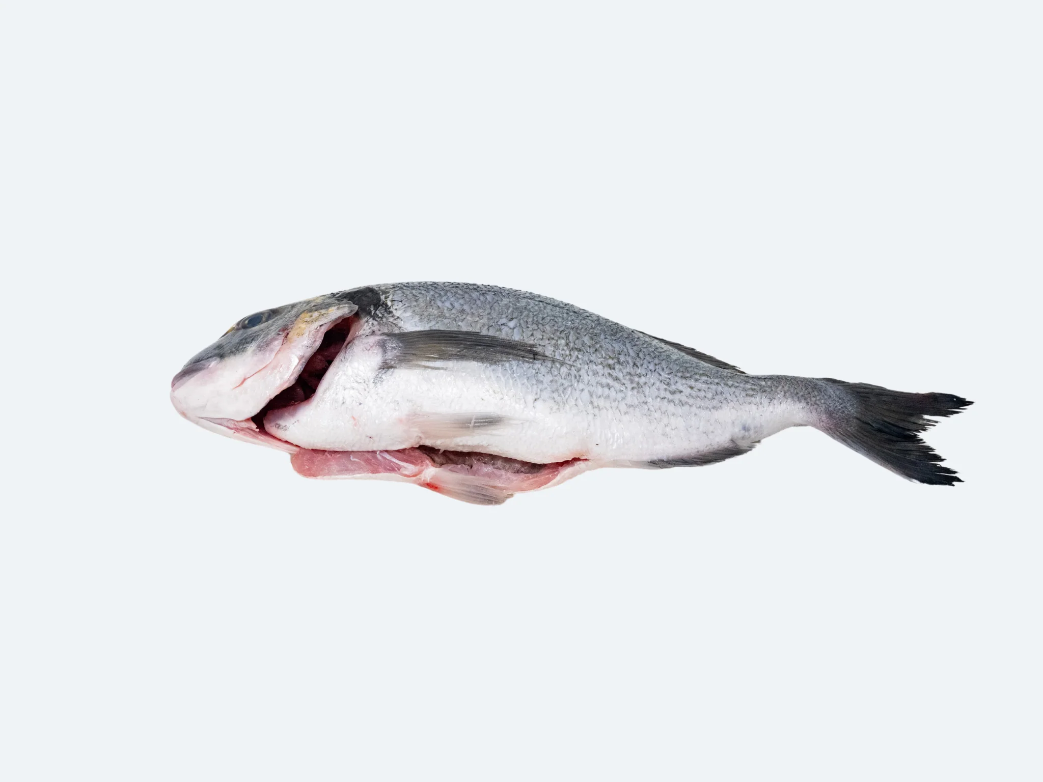 Greek Orata (Whole Fish) - Image 3