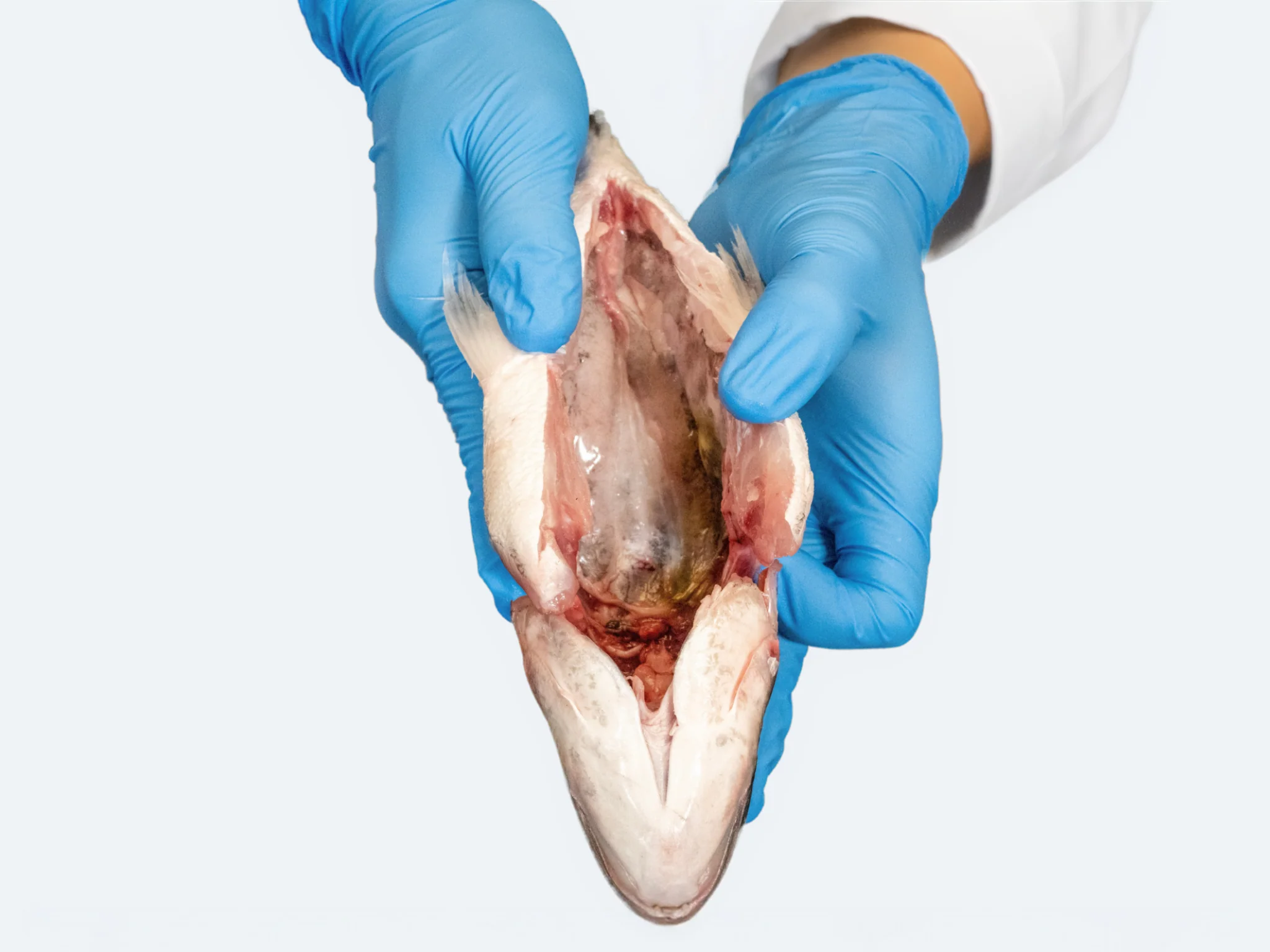 Greek Orata (Whole Fish) - Image 4