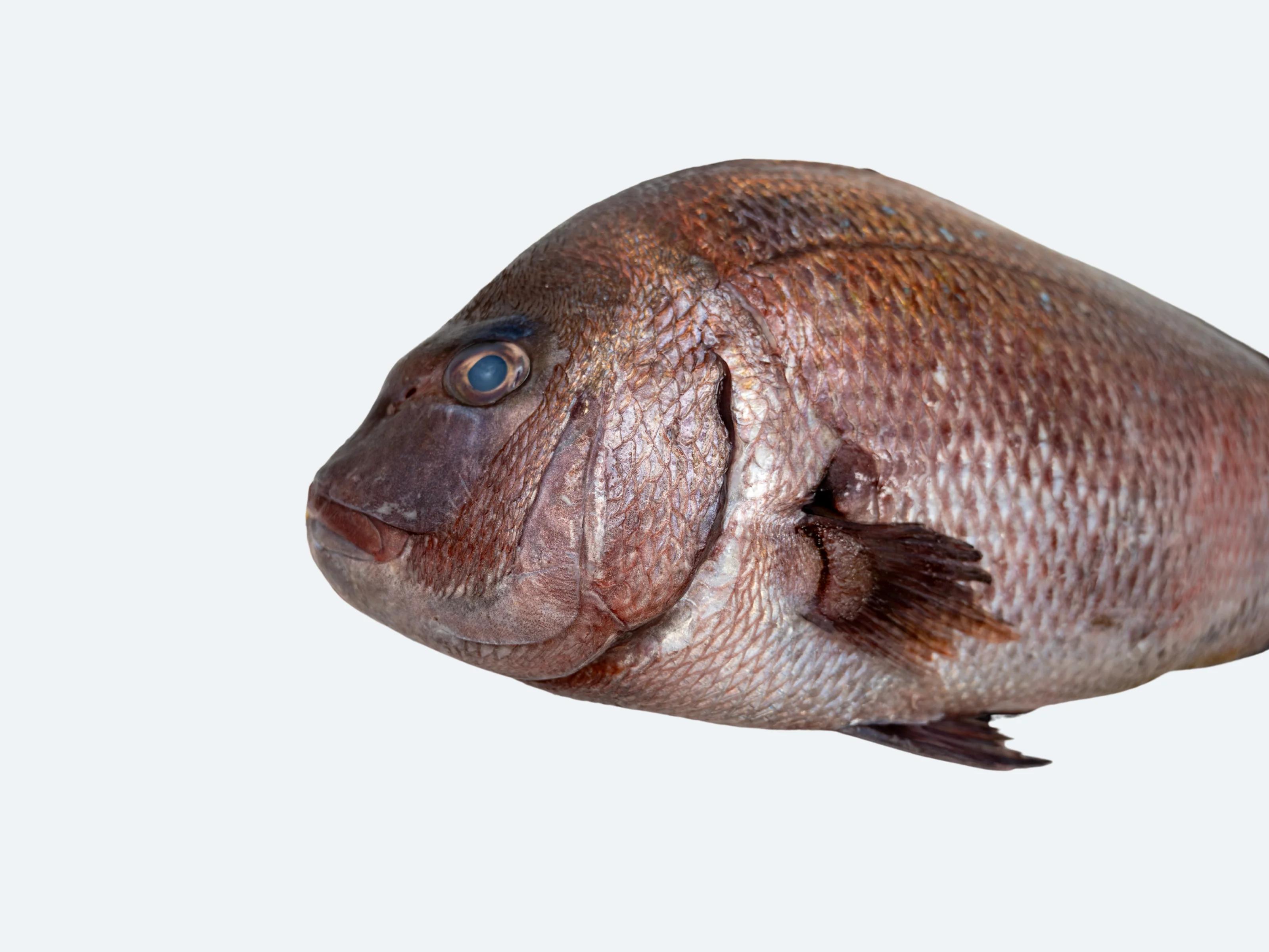 Japanese Madai (Sea Bream) - Image 3