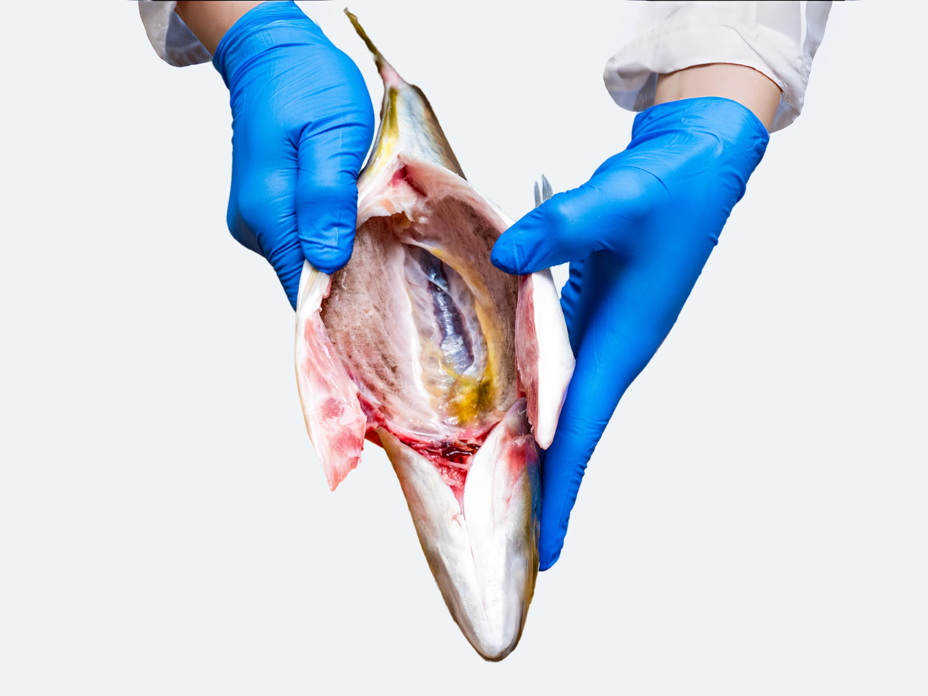 Japanese Shimaaji (Striped Jack) - Image 3