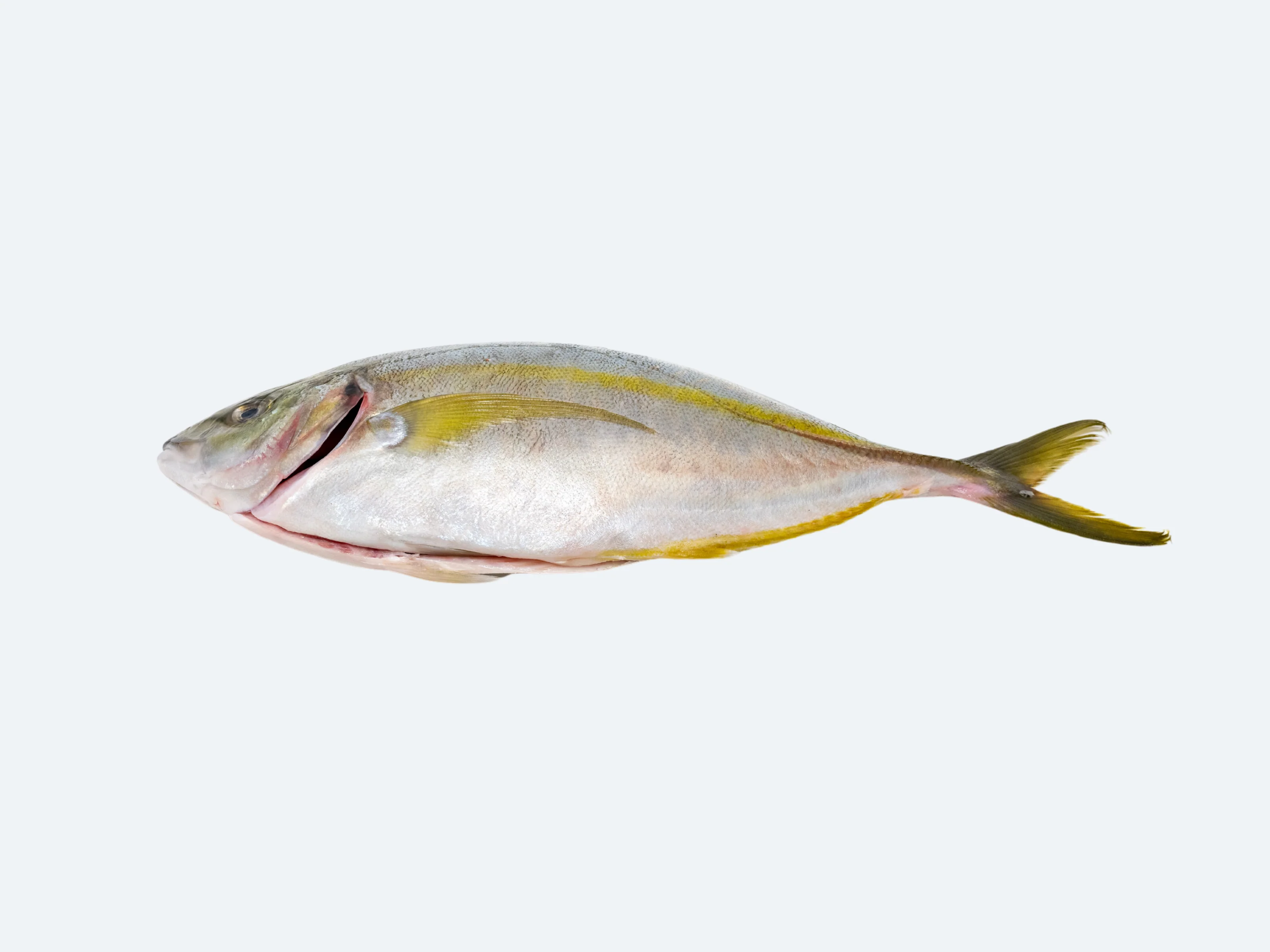 Japanese Shimaaji (Striped Jack) - Image 4