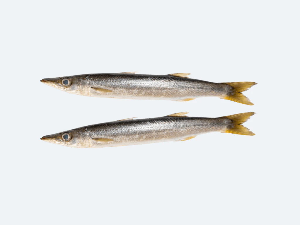 Kamasu (Barracuda, Fresh) - Image 2