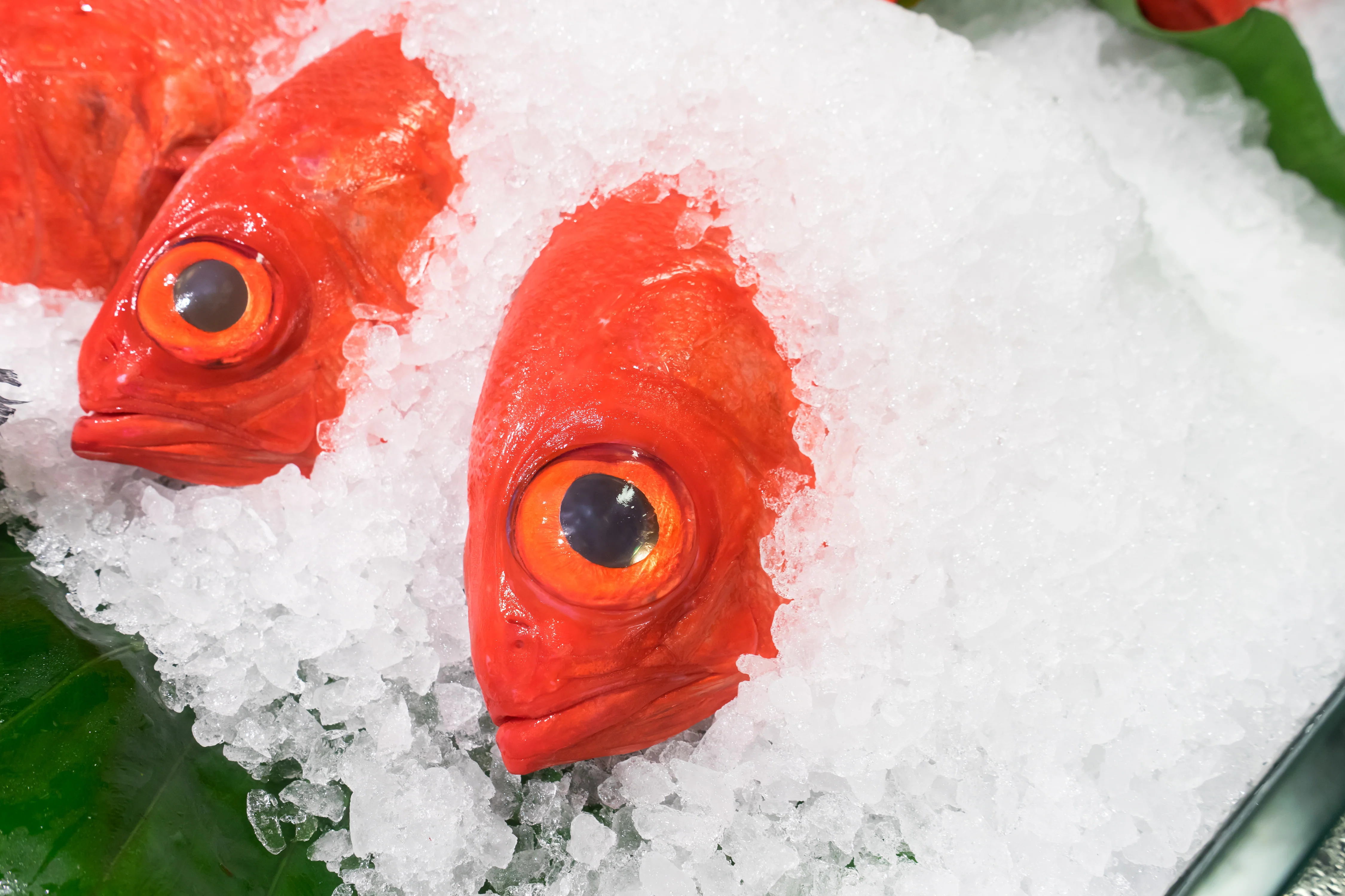 Kinmedai (Alfonsino) - Image 5