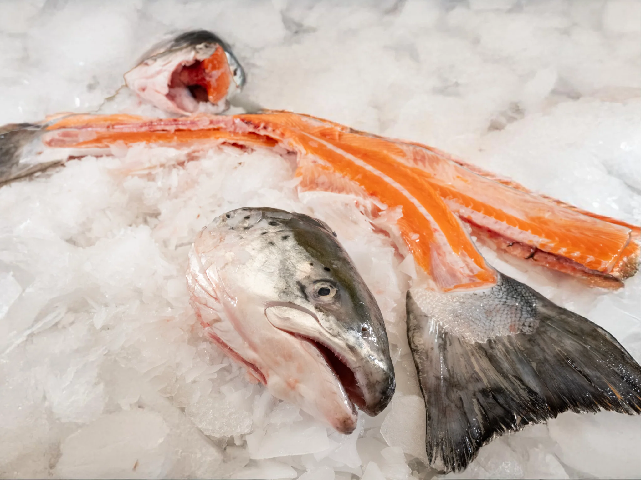 Salmon Head & Bone Set - Image 3