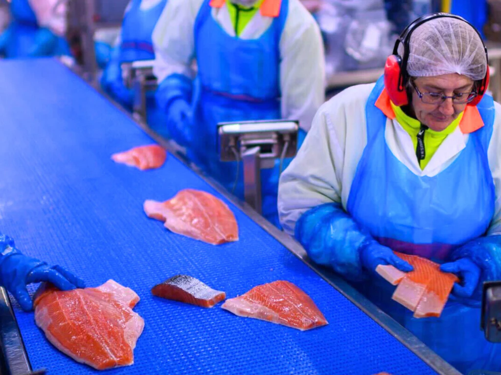 Tasmanian Ocean Trout - Image 4